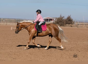 Poni cuarto de milla, Caballo castrado, 8 años, 142 cm, Palomino