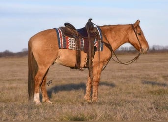 Poni cuarto de milla, Caballo castrado, 8 años, 145 cm, Red Dun/Cervuno