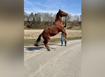 Poni cuarto de milla, Caballo castrado, 8 años, 150 cm, Alazán