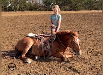 Poni cuarto de milla, Caballo castrado, 8 años, Alazán rojizo