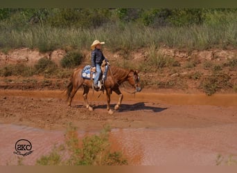 Poni cuarto de milla, Caballo castrado, 8 años, Alazán rojizo
