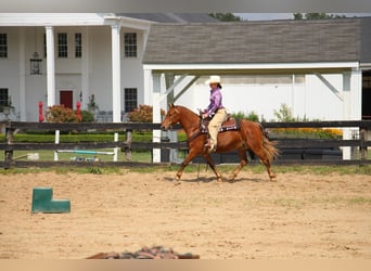 Poni cuarto de milla, Caballo castrado, 8 años, Castaño