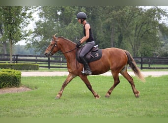 Poni cuarto de milla, Caballo castrado, 8 años, Castaño