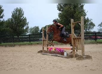 Poni cuarto de milla, Caballo castrado, 8 años, Castaño