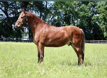 Poni cuarto de milla, Caballo castrado, 8 años, Castaño