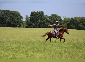 Poni cuarto de milla, Caballo castrado, 8 años, Castaño