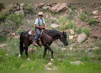 Poni cuarto de milla Mestizo, Caballo castrado, 8 años, Negro