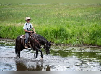 Poni cuarto de milla Mestizo, Caballo castrado, 8 años, Negro