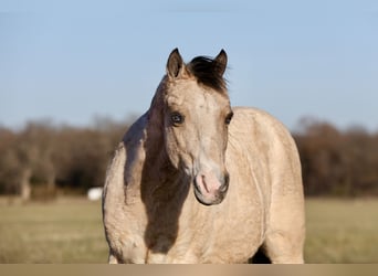 Poni cuarto de milla, Caballo castrado, 9 años, 117 cm, Buckskin/Bayo