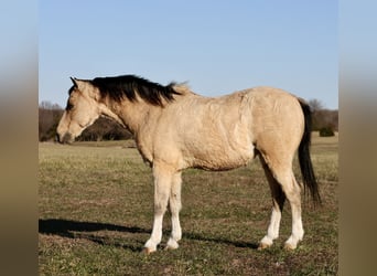 Poni cuarto de milla, Caballo castrado, 9 años, 117 cm, Buckskin/Bayo