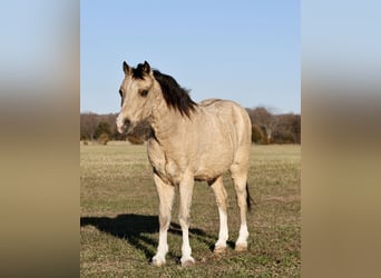 Poni cuarto de milla, Caballo castrado, 9 años, 117 cm, Buckskin/Bayo