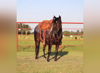 Poni cuarto de milla, Caballo castrado, 9 años, 130 cm, Negro