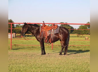 Poni cuarto de milla, Caballo castrado, 9 años, 130 cm, Negro