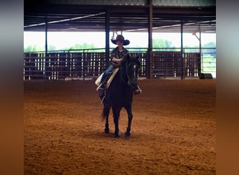 Poni cuarto de milla, Caballo castrado, 9 años, 130 cm, Negro