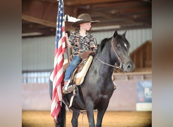 Poni cuarto de milla, Caballo castrado, 9 años, 130 cm, Negro