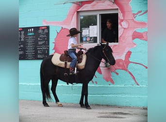 Poni cuarto de milla, Caballo castrado, 9 años, 130 cm, Negro