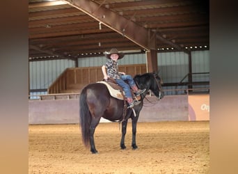 Poni cuarto de milla, Caballo castrado, 9 años, 130 cm, Negro