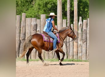 Poni cuarto de milla, Caballo castrado, 9 años, 142 cm, Castaño rojizo