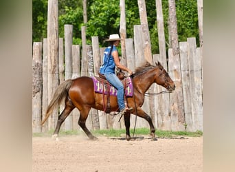 Poni cuarto de milla, Caballo castrado, 9 años, 142 cm, Castaño rojizo