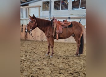 Poni cuarto de milla, Caballo castrado, 9 años, 145 cm, Alazán