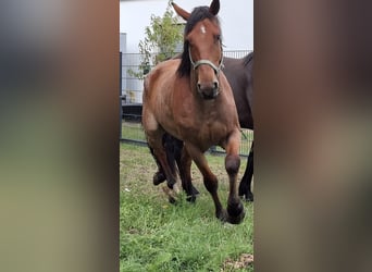 Poni cuarto de milla, Caballo castrado, 9 años, 164 cm, Castaño-ruano