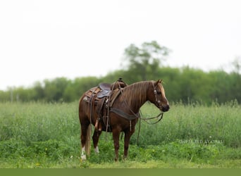 Poni cuarto de milla, Caballo castrado, 9 años