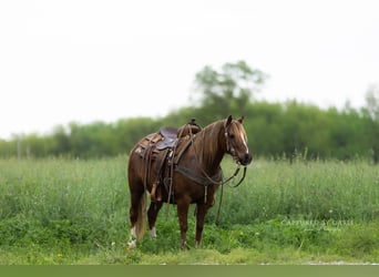 Poni cuarto de milla, Caballo castrado, 9 años