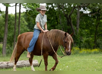 Poni cuarto de milla, Caballo castrado, 9 años