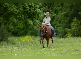 Poni cuarto de milla, Caballo castrado, 9 años