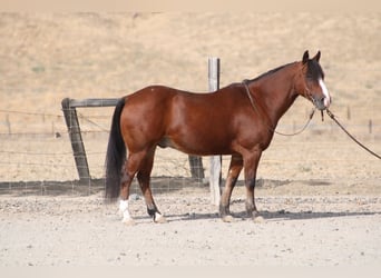 Poni cuarto de milla, Caballo castrado, 9 años, Castaño rojizo