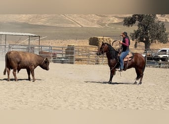 Poni cuarto de milla, Caballo castrado, 9 años, Castaño rojizo