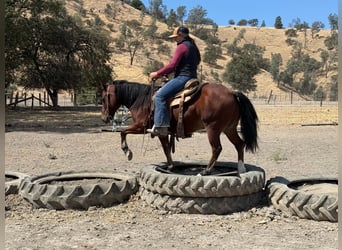 Poni cuarto de milla, Caballo castrado, 9 años, Castaño rojizo