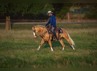 Poni cuarto de milla, Caballo castrado, 9 años, Palomino
