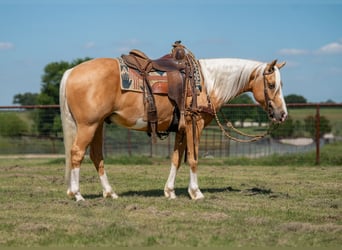 Poni cuarto de milla, Caballo castrado, 9 años, Palomino