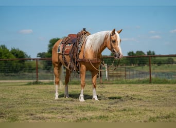 Poni cuarto de milla, Caballo castrado, 9 años, Palomino