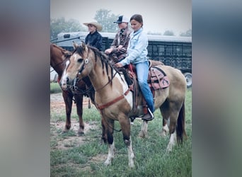 Poni cuarto de milla, Caballo castrado, 9 años, Pío
