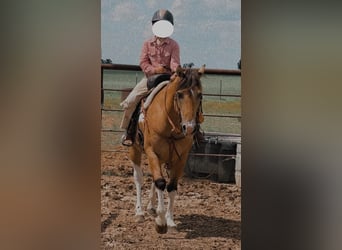Poni cuarto de milla, Caballo castrado, 9 años, Pío