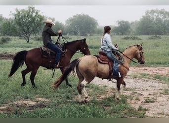 Poni cuarto de milla, Caballo castrado, 9 años, Pío