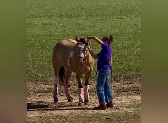 Poni cuarto de milla, Caballo castrado, 9 años, Pío