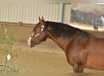 Poni cuarto de milla, Semental, 11 años, 153 cm, Castaño