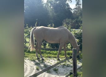 Poni cuarto de milla, Semental, 16 años, 152 cm, Palomino