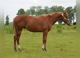 Poni cuarto de milla, Semental, 1 año, 145 cm, Alazán rojizo