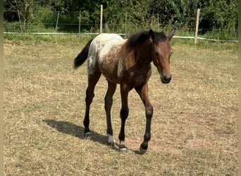 Poni cuarto de milla, Semental, 1 año, 148 cm, Atigrado/Moteado