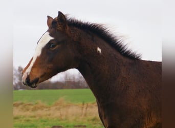 Poni cuarto de milla, Semental, 1 año, 148 cm, Overo-todas las-capas