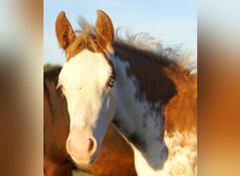 Poni cuarto de milla, Semental, 1 año, 148 cm, Overo-todas las-capas