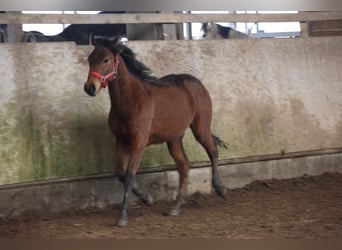 Poni cuarto de milla Mestizo, Semental, 1 año, 150 cm, Castaño