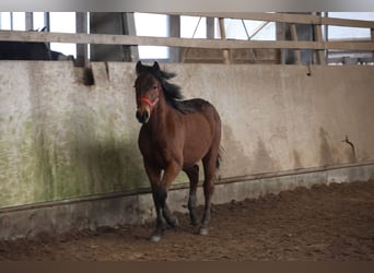 Poni cuarto de milla Mestizo, Semental, 1 año, 150 cm, Castaño