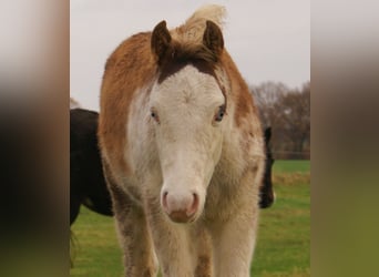 Poni cuarto de milla, Semental, 1 año, 150 cm, Overo-todas las-capas