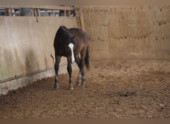 Poni cuarto de milla Mestizo, Semental, 1 año, 152 cm, Bayo