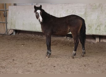 Poni cuarto de milla Mestizo, Semental, 1 año, 152 cm, Bayo